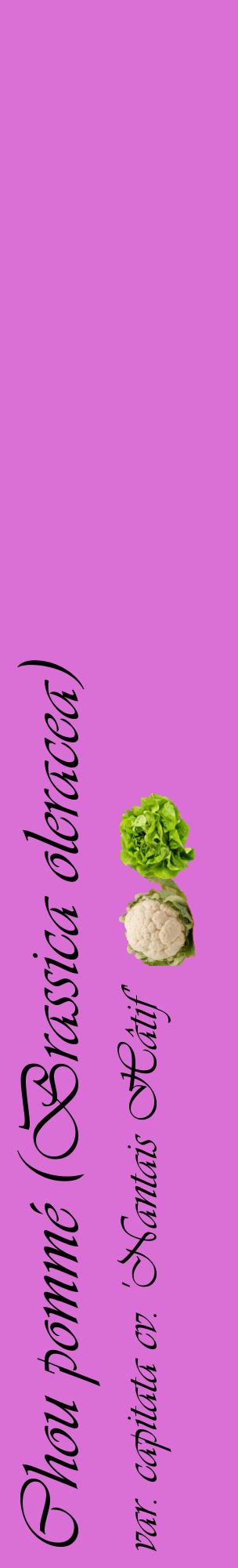 Étiquette de : Brassica oleracea var. capitata cv. 'Nantais Hâtif' - format c - style noire52_basiqueviv avec comestibilité simplifiée