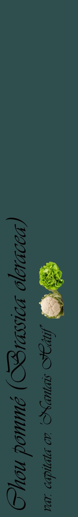 Étiquette de : Brassica oleracea var. capitata cv. 'Nantais Hâtif' - format c - style noire58_basiqueviv avec comestibilité simplifiée