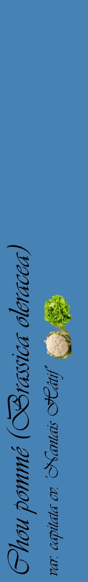 Étiquette de : Brassica oleracea var. capitata cv. 'Nantais Hâtif' - format c - style noire5_basiqueviv avec comestibilité simplifiée