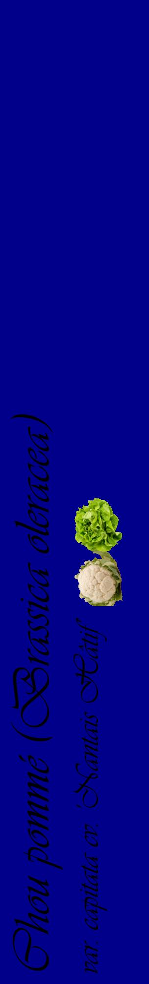 Étiquette de : Brassica oleracea var. capitata cv. 'Nantais Hâtif' - format c - style noire7_basiqueviv avec comestibilité simplifiée