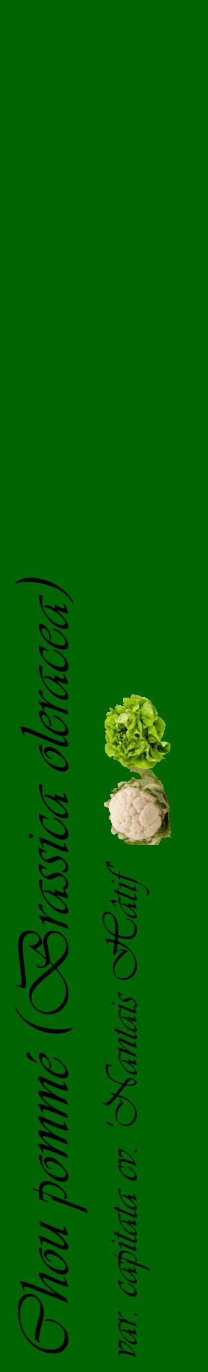 Étiquette de : Brassica oleracea var. capitata cv. 'Nantais Hâtif' - format c - style noire8_basiqueviv avec comestibilité simplifiée