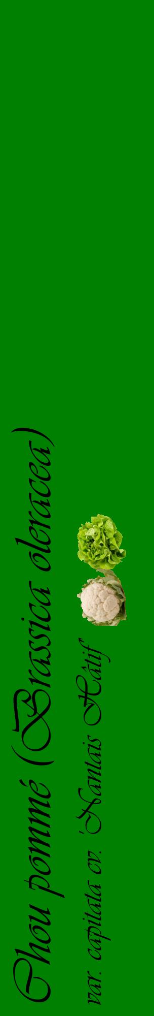 Étiquette de : Brassica oleracea var. capitata cv. 'Nantais Hâtif' - format c - style noire9_basiqueviv avec comestibilité simplifiée