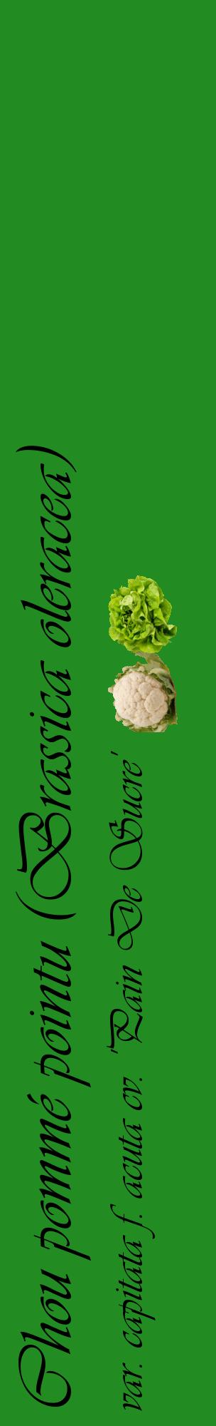 Étiquette de : Brassica oleracea var. capitata f. acuta cv. 'Pain De Sucre' - format c - style noire10_basiqueviv avec comestibilité simplifiée