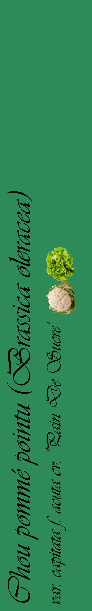 Étiquette de : Brassica oleracea var. capitata f. acuta cv. 'Pain De Sucre' - format c - style noire11_basiqueviv avec comestibilité simplifiée