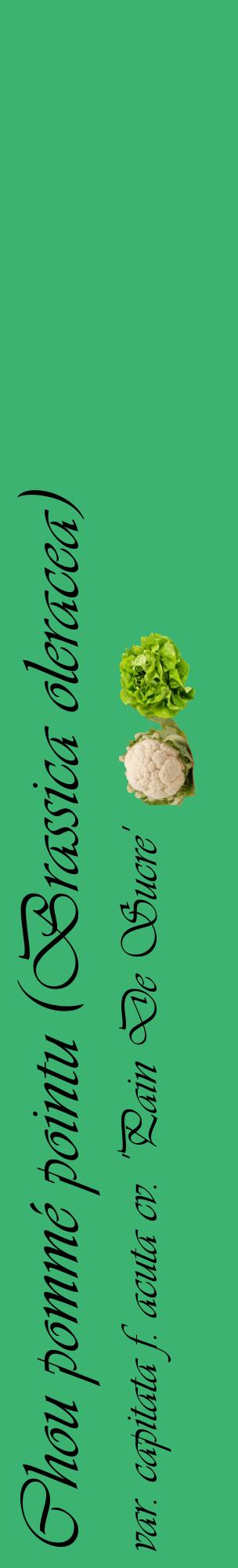 Étiquette de : Brassica oleracea var. capitata f. acuta cv. 'Pain De Sucre' - format c - style noire12_basiqueviv avec comestibilité simplifiée