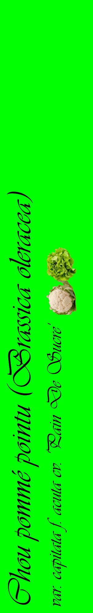 Étiquette de : Brassica oleracea var. capitata f. acuta cv. 'Pain De Sucre' - format c - style noire16_basiqueviv avec comestibilité simplifiée