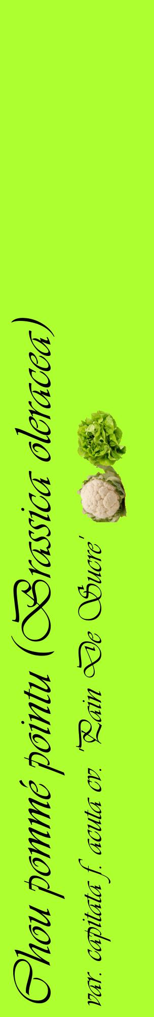 Étiquette de : Brassica oleracea var. capitata f. acuta cv. 'Pain De Sucre' - format c - style noire17_basiqueviv avec comestibilité simplifiée