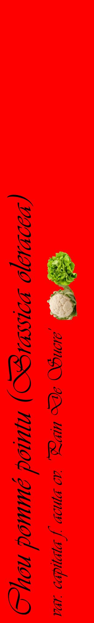 Étiquette de : Brassica oleracea var. capitata f. acuta cv. 'Pain De Sucre' - format c - style noire27_basiqueviv avec comestibilité simplifiée