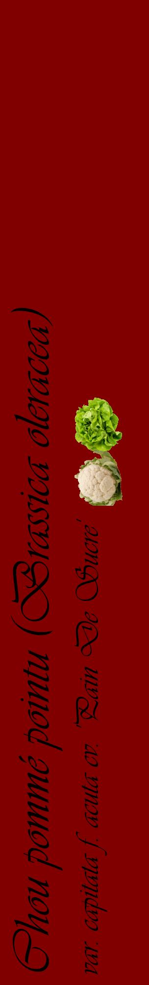 Étiquette de : Brassica oleracea var. capitata f. acuta cv. 'Pain De Sucre' - format c - style noire29basique_basique_basiqueviv avec comestibilité simplifiée - position verticale