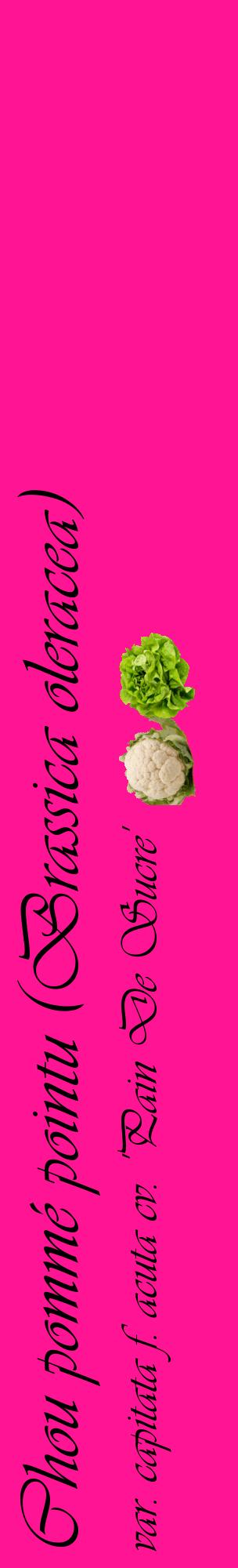 Étiquette de : Brassica oleracea var. capitata f. acuta cv. 'Pain De Sucre' - format c - style noire43_basiqueviv avec comestibilité simplifiée