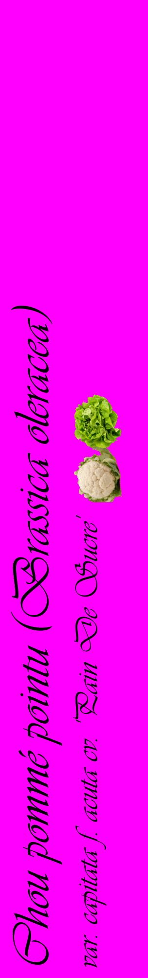 Étiquette de : Brassica oleracea var. capitata f. acuta cv. 'Pain De Sucre' - format c - style noire51_basiqueviv avec comestibilité simplifiée