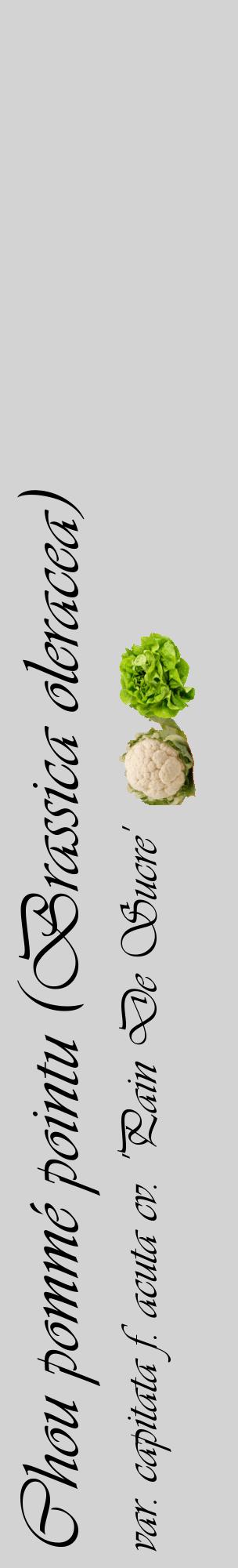 Étiquette de : Brassica oleracea var. capitata f. acuta cv. 'Pain De Sucre' - format c - style noire56_basiqueviv avec comestibilité simplifiée