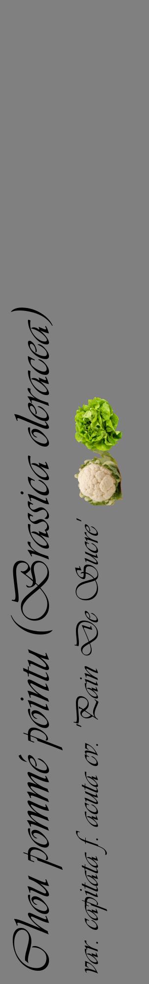 Étiquette de : Brassica oleracea var. capitata f. acuta cv. 'Pain De Sucre' - format c - style noire57_basiqueviv avec comestibilité simplifiée
