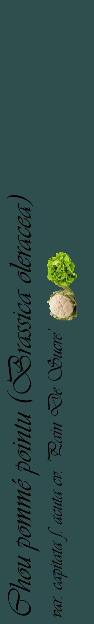 Étiquette de : Brassica oleracea var. capitata f. acuta cv. 'Pain De Sucre' - format c - style noire58_basiqueviv avec comestibilité simplifiée