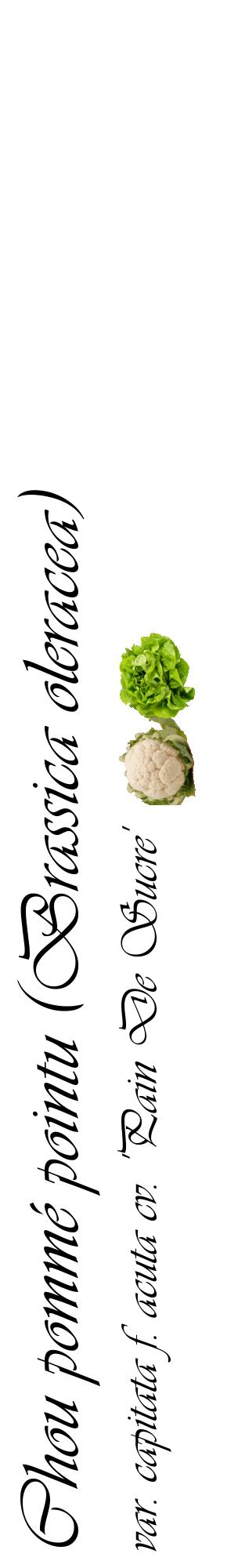 Étiquette de : Brassica oleracea var. capitata f. acuta cv. 'Pain De Sucre' - format c - style noire60_basiqueviv avec comestibilité simplifiée