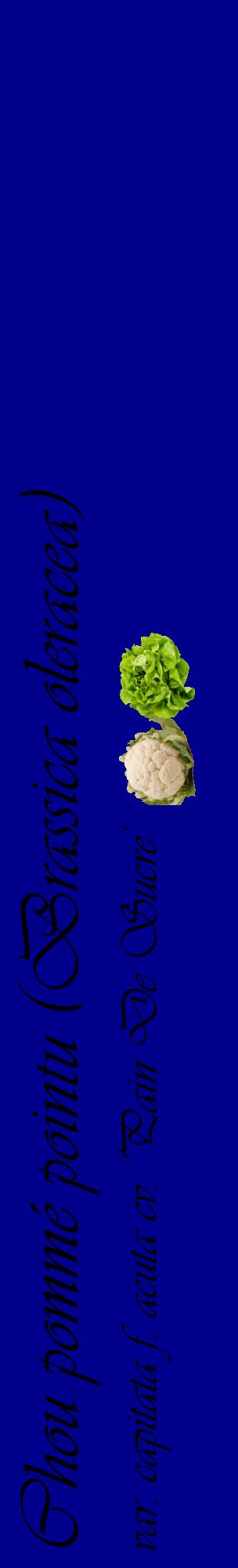 Étiquette de : Brassica oleracea var. capitata f. acuta cv. 'Pain De Sucre' - format c - style noire7_basiqueviv avec comestibilité simplifiée