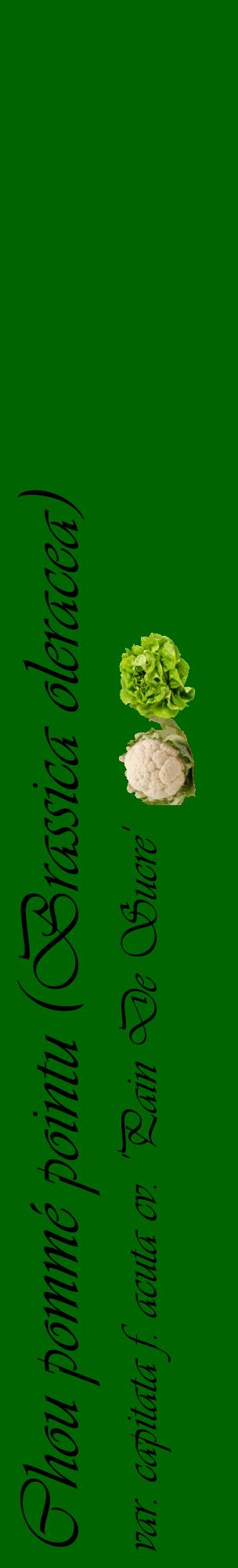 Étiquette de : Brassica oleracea var. capitata f. acuta cv. 'Pain De Sucre' - format c - style noire8_basiqueviv avec comestibilité simplifiée