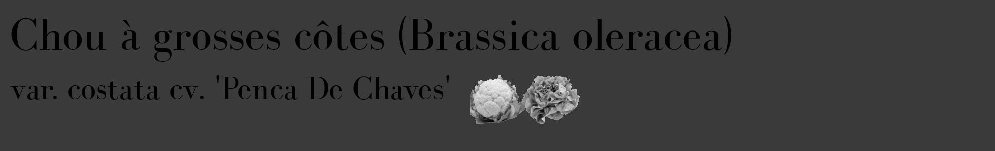 Étiquette de : Brassica oleracea var. costata cv. 'Penca De Chaves' - format c - style noire8basique_basique_basiquebod avec comestibilité simplifiée