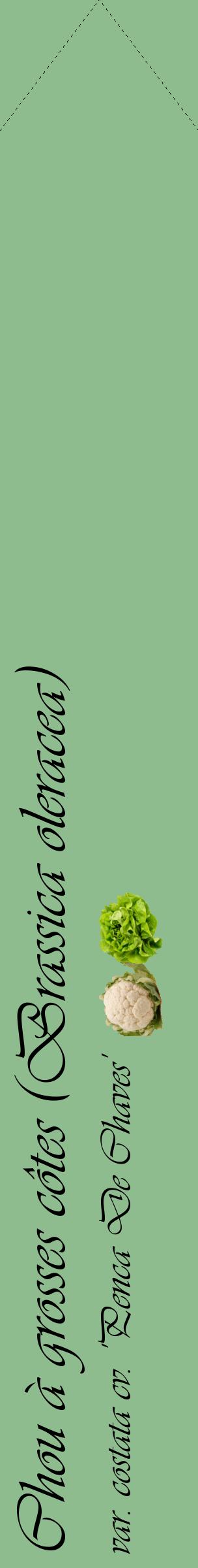 Étiquette de : Brassica oleracea var. costata cv. 'Penca De Chaves' - format c - style noire13_simpleviv avec comestibilité simplifiée