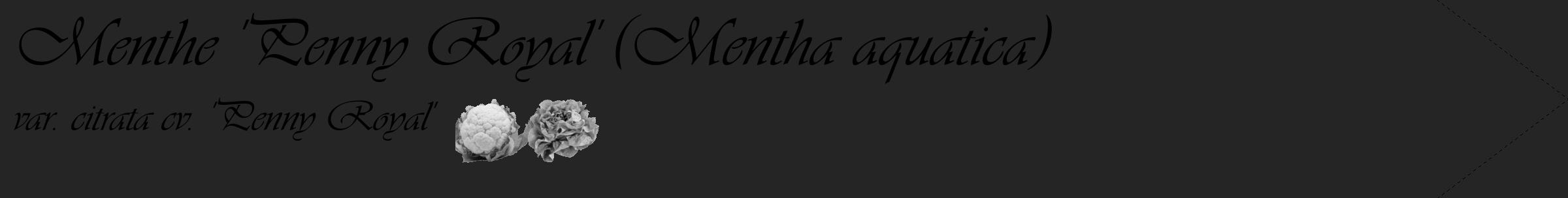 Étiquette de : Mentha aquatica var. citrata cv. 'Penny Royal' - format c - style noire47_simple_simpleviv avec comestibilité simplifiée
