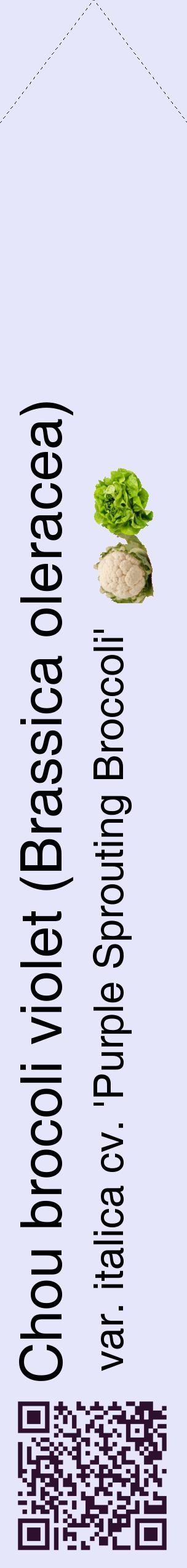 Étiquette de : Brassica oleracea var. italica cv. 'Purple Sprouting Broccoli' - format c - style noire55_simplehel avec qrcode et comestibilité simplifiée