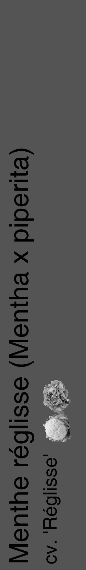 Étiquette de : Mentha x piperita cv. 'Réglisse' - format c - style noire36_basique_basiquehel avec comestibilité simplifiée - position verticale