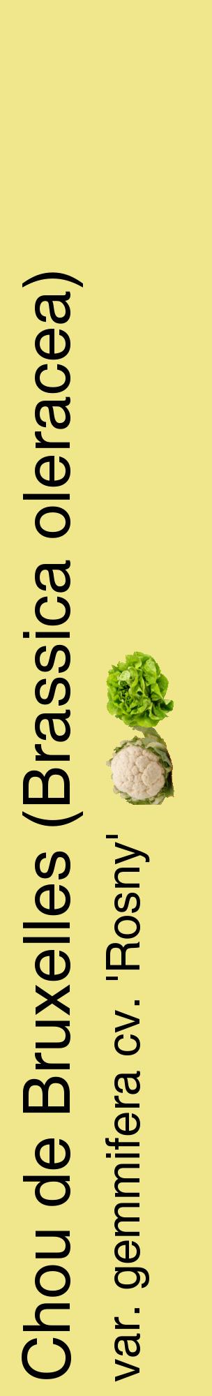 Étiquette de : Brassica oleracea var. gemmifera cv. 'Rosny' - format c - style noire20_basiquehel avec comestibilité simplifiée