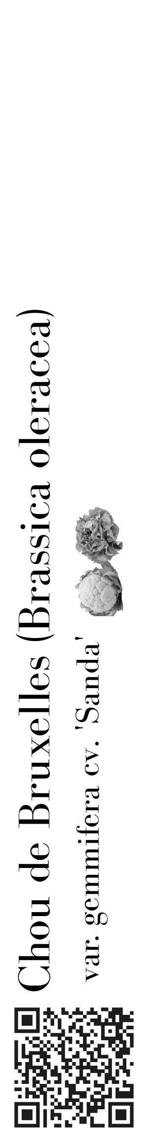 Étiquette de : Brassica oleracea var. gemmifera cv. 'Sanda' - format c - style noire60_basique_basiquebod avec qrcode et comestibilité simplifiée - position verticale