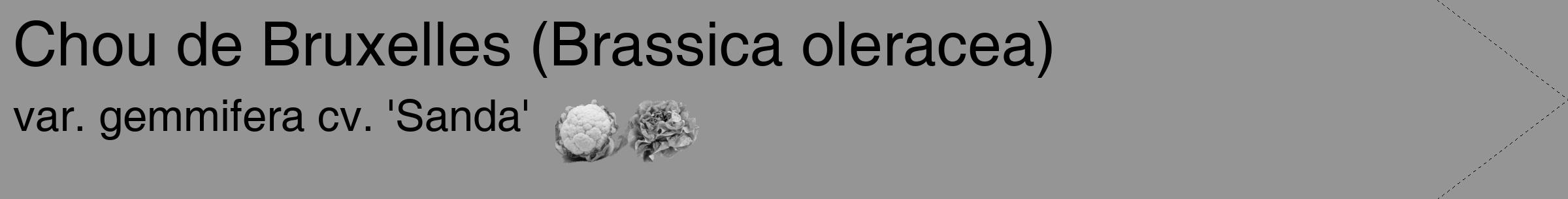 Étiquette de : Brassica oleracea var. gemmifera cv. 'Sanda' - format c - style noire16_simple_simplehel avec comestibilité simplifiée