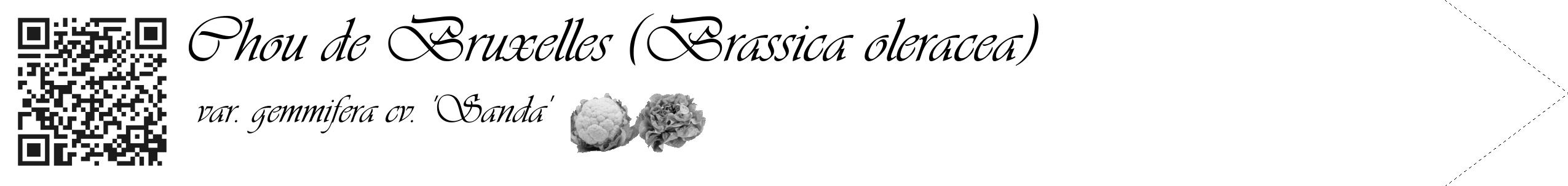 Étiquette de : Brassica oleracea var. gemmifera cv. 'Sanda' - format c - style noire60_simple_simpleviv avec qrcode et comestibilité simplifiée