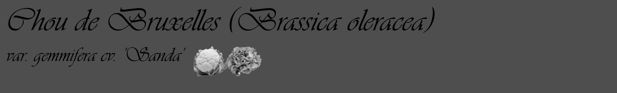 Étiquette de : Brassica oleracea var. gemmifera cv. 'Sanda' - format c - style noire33_basique_basiqueviv avec comestibilité simplifiée