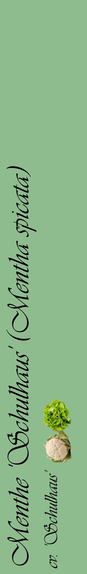 Étiquette de : Mentha spicata cv. 'Schulhaus' - format c - style noire13_basiqueviv avec comestibilité simplifiée