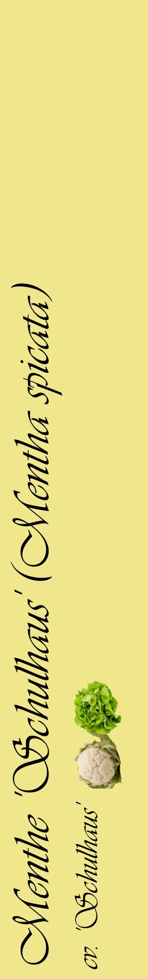 Étiquette de : Mentha spicata cv. 'Schulhaus' - format c - style noire20_basiqueviv avec comestibilité simplifiée