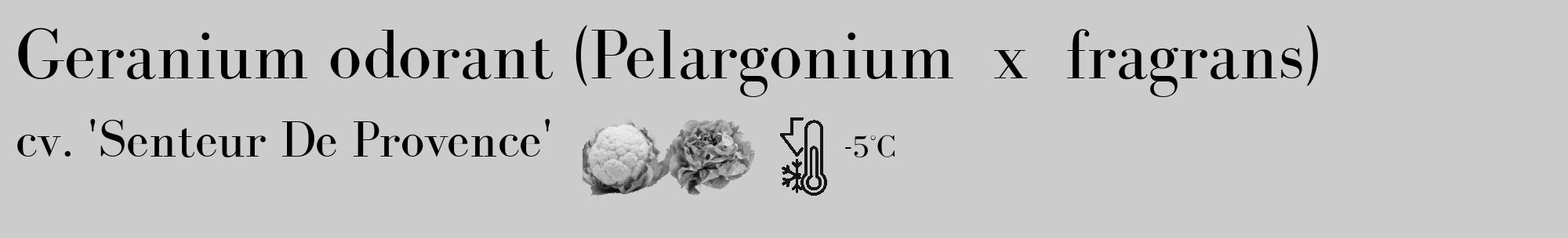 Étiquette de : Pelargonium x fragrans cv. 'Senteur De Provence' - format c - style noire0_basique_basiquebod avec comestibilité simplifiée