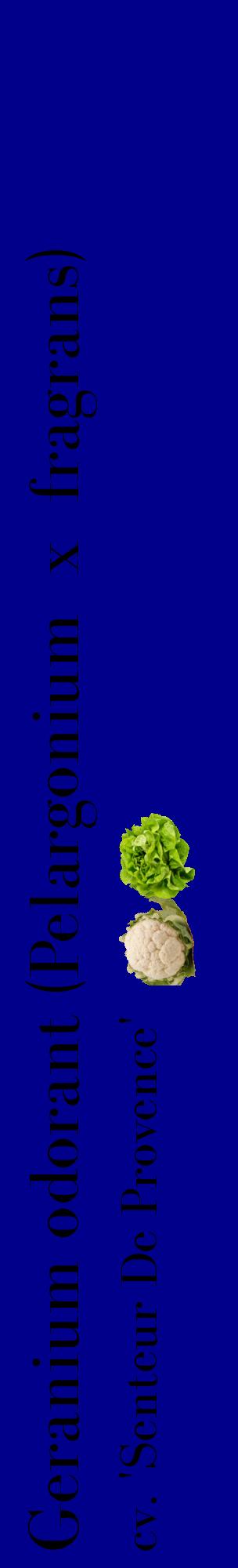 Étiquette de : Pelargonium x fragrans cv. 'Senteur De Provence' - format c - style noire7_basiquebod avec comestibilité simplifiée