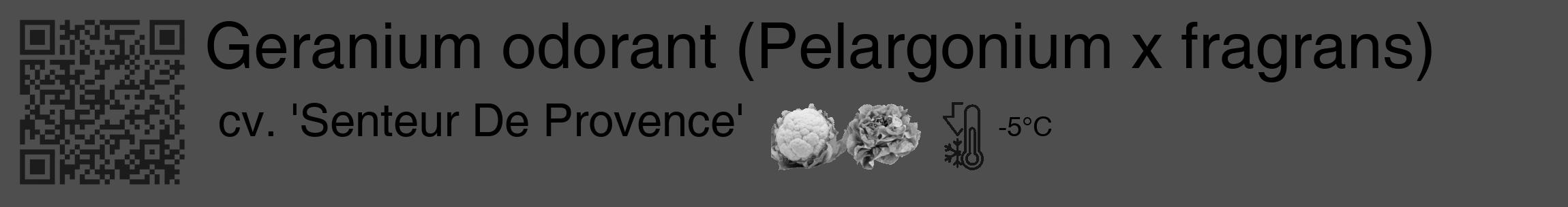 Étiquette de : Pelargonium x fragrans cv. 'Senteur De Provence' - format c - style noire33_basique_basiquehel avec qrcode et comestibilité simplifiée