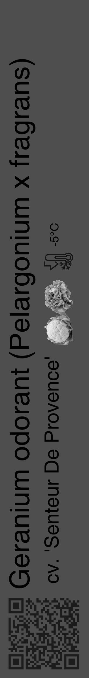 Étiquette de : Pelargonium x fragrans cv. 'Senteur De Provence' - format c - style noire33_basique_basiquehel avec qrcode et comestibilité simplifiée - position verticale