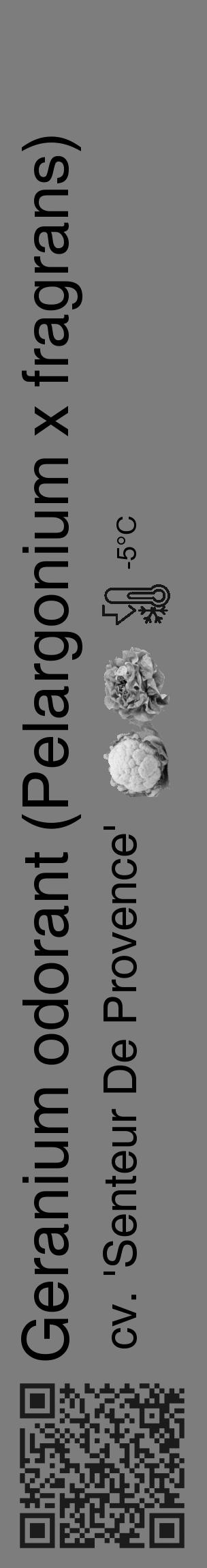 Étiquette de : Pelargonium x fragrans cv. 'Senteur De Provence' - format c - style noire35_basique_basiquehel avec qrcode et comestibilité simplifiée - position verticale