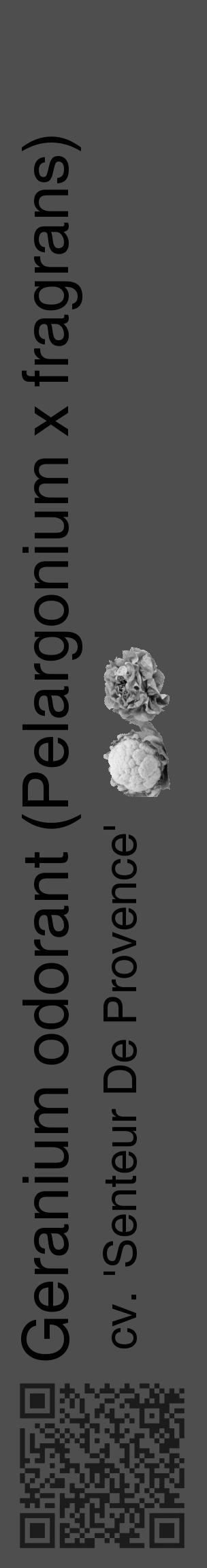 Étiquette de : Pelargonium x fragrans cv. 'Senteur De Provence' - format c - style noire33_basique_basiquehel avec qrcode et comestibilité simplifiée - position verticale