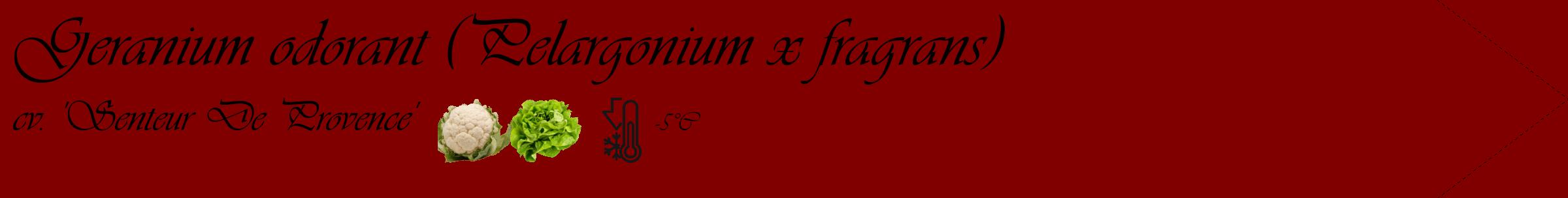 Étiquette de : Pelargonium x fragrans cv. 'Senteur De Provence' - format c - style noire29_simple_simpleviv avec comestibilité simplifiée