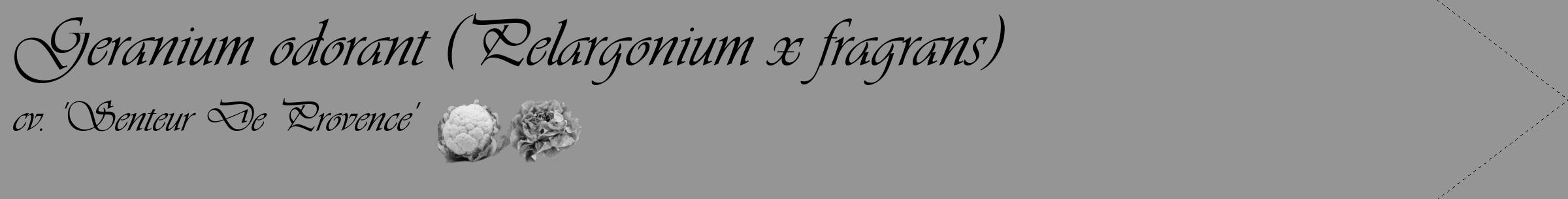 Étiquette de : Pelargonium x fragrans cv. 'Senteur De Provence' - format c - style noire16_simple_simpleviv avec comestibilité simplifiée