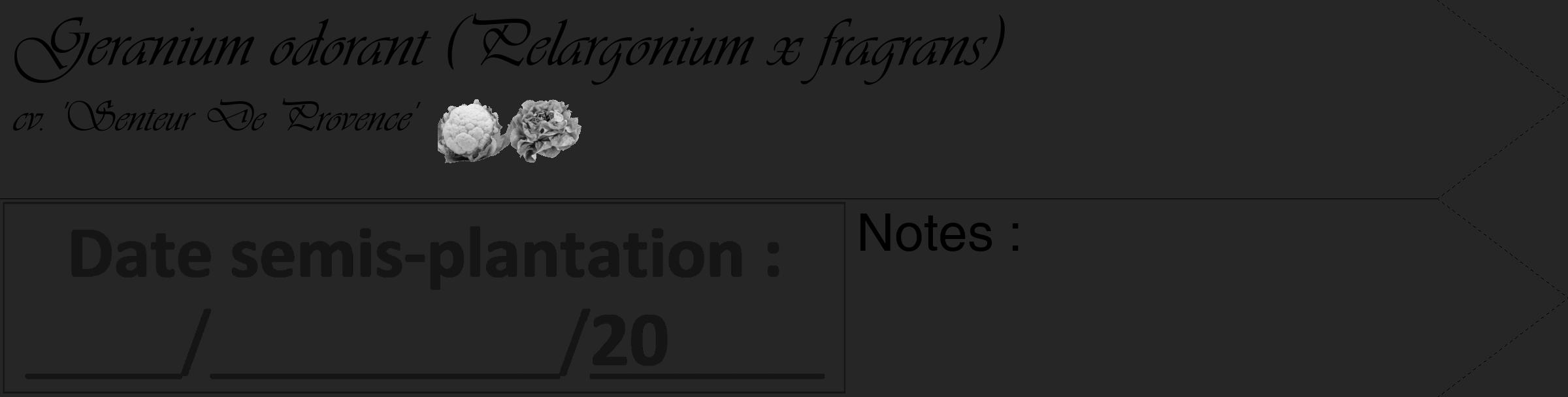 Étiquette de : Pelargonium x fragrans cv. 'Senteur De Provence' - format c - style noire29_simple_simpleviv avec comestibilité simplifiée