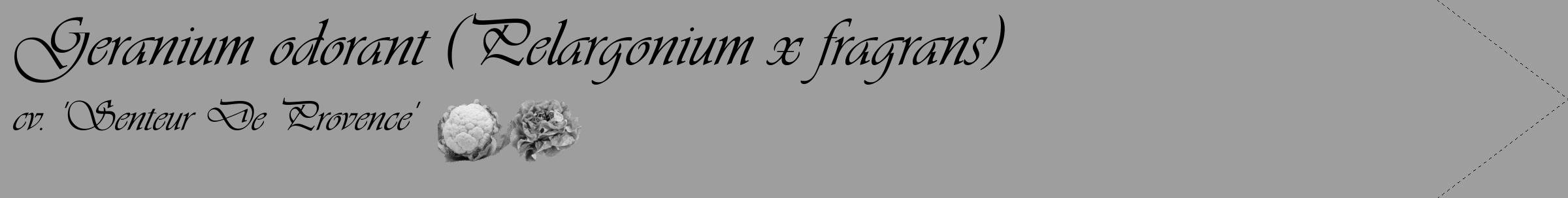 Étiquette de : Pelargonium x fragrans cv. 'Senteur De Provence' - format c - style noire42_simple_simpleviv avec comestibilité simplifiée