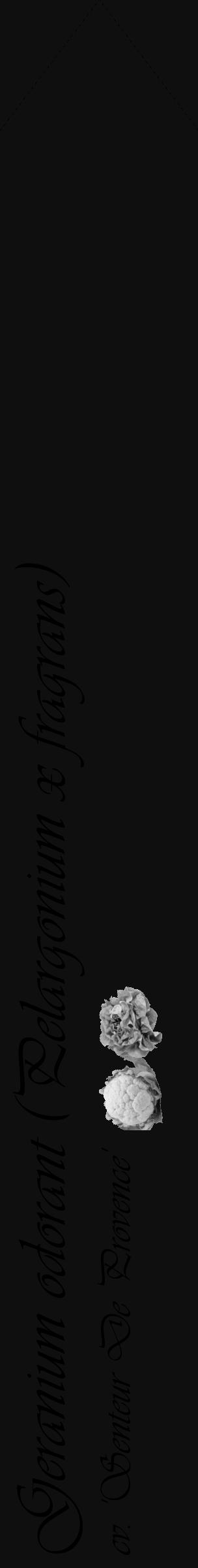 Étiquette de : Pelargonium x fragrans cv. 'Senteur De Provence' - format c - style noire7_simple_simpleviv avec comestibilité simplifiée - position verticale