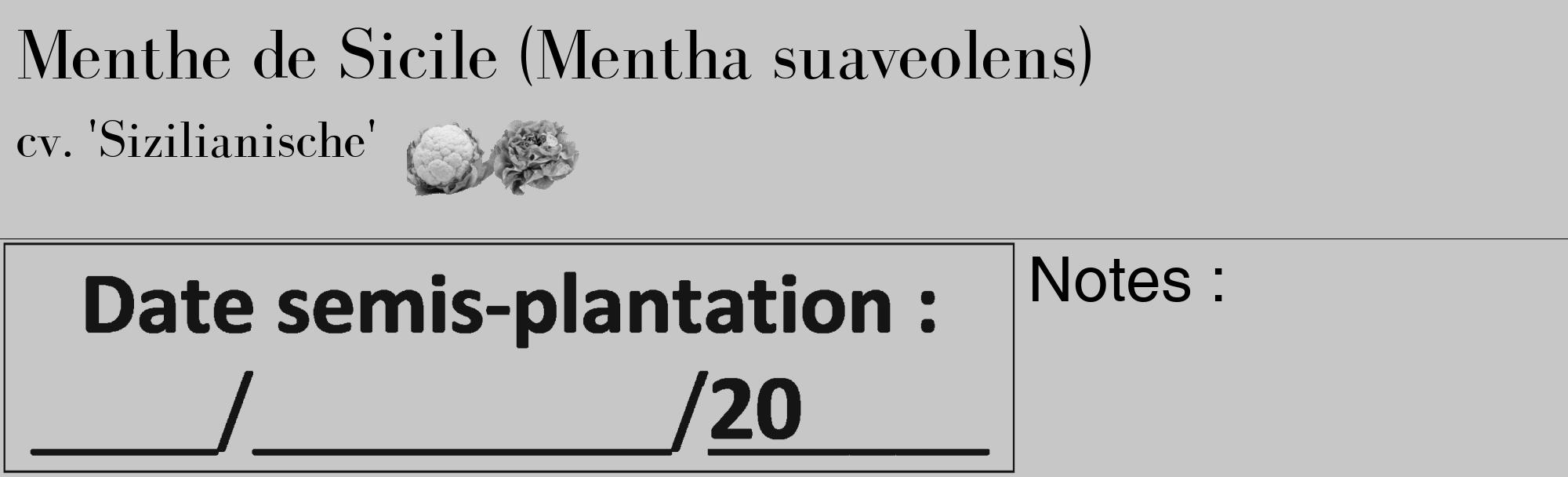 Étiquette de : Mentha suaveolens cv. 'Sizilianische' - format c - style noire15_basique_basiquebod avec comestibilité simplifiée