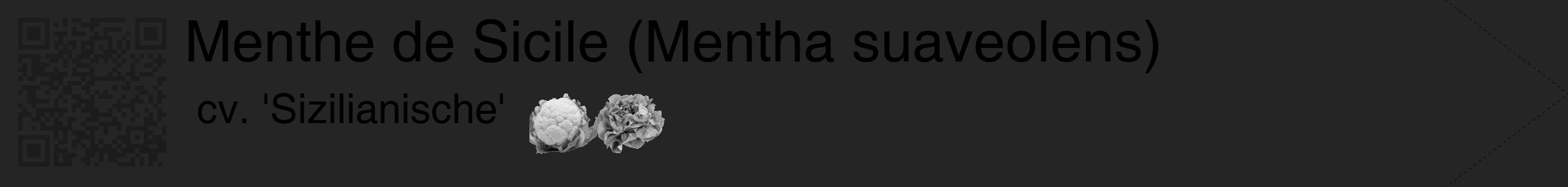 Étiquette de : Mentha suaveolens cv. 'Sizilianische' - format c - style noire47_simple_simplehel avec qrcode et comestibilité simplifiée
