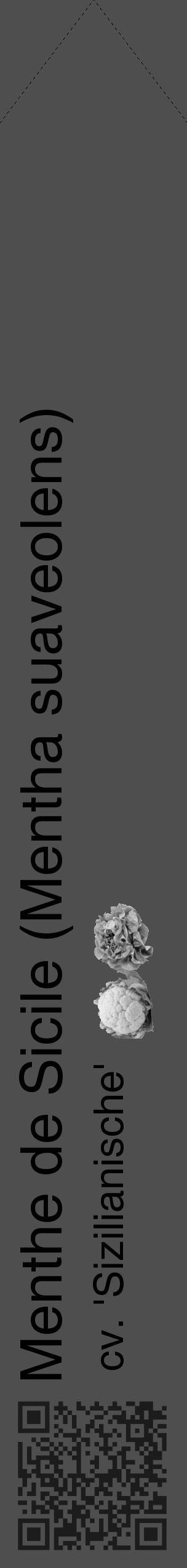 Étiquette de : Mentha suaveolens cv. 'Sizilianische' - format c - style noire33_simple_simplehel avec qrcode et comestibilité simplifiée - position verticale