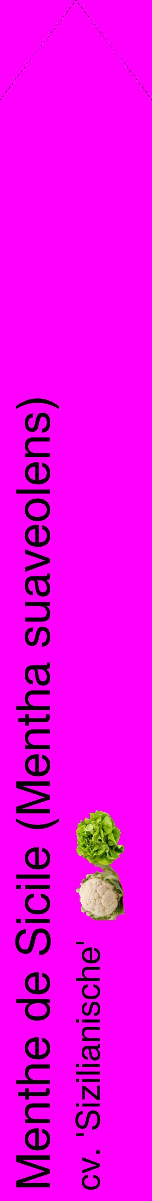 Étiquette de : Mentha suaveolens cv. 'Sizilianische' - format c - style noire51_simplehel avec comestibilité simplifiée