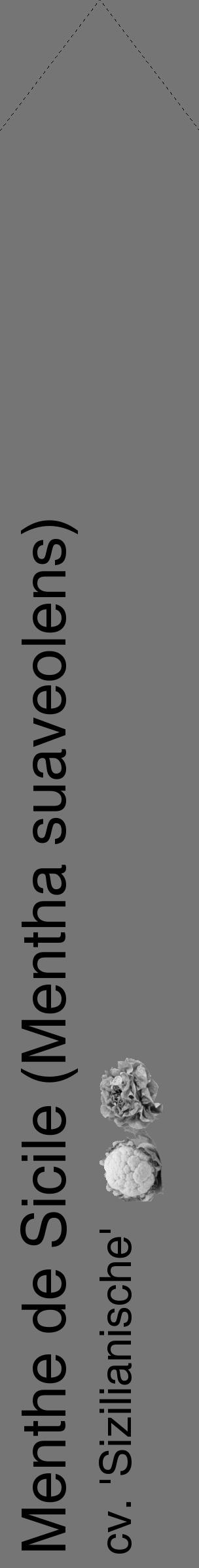 Étiquette de : Mentha suaveolens cv. 'Sizilianische' - format c - style noire5_simple_simplehel avec comestibilité simplifiée - position verticale