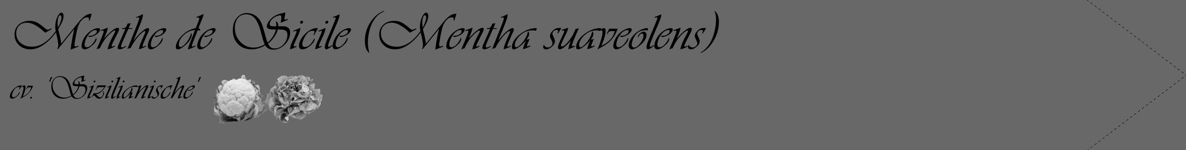 Étiquette de : Mentha suaveolens cv. 'Sizilianische' - format c - style noire6_simple_simpleviv avec comestibilité simplifiée